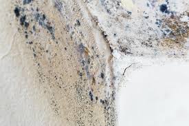 Reliable Galva, IL Mold Removal Services Solutions